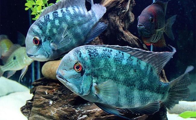 哪里可以購買到黑云魚？，黑云魚飼養注意事項清單