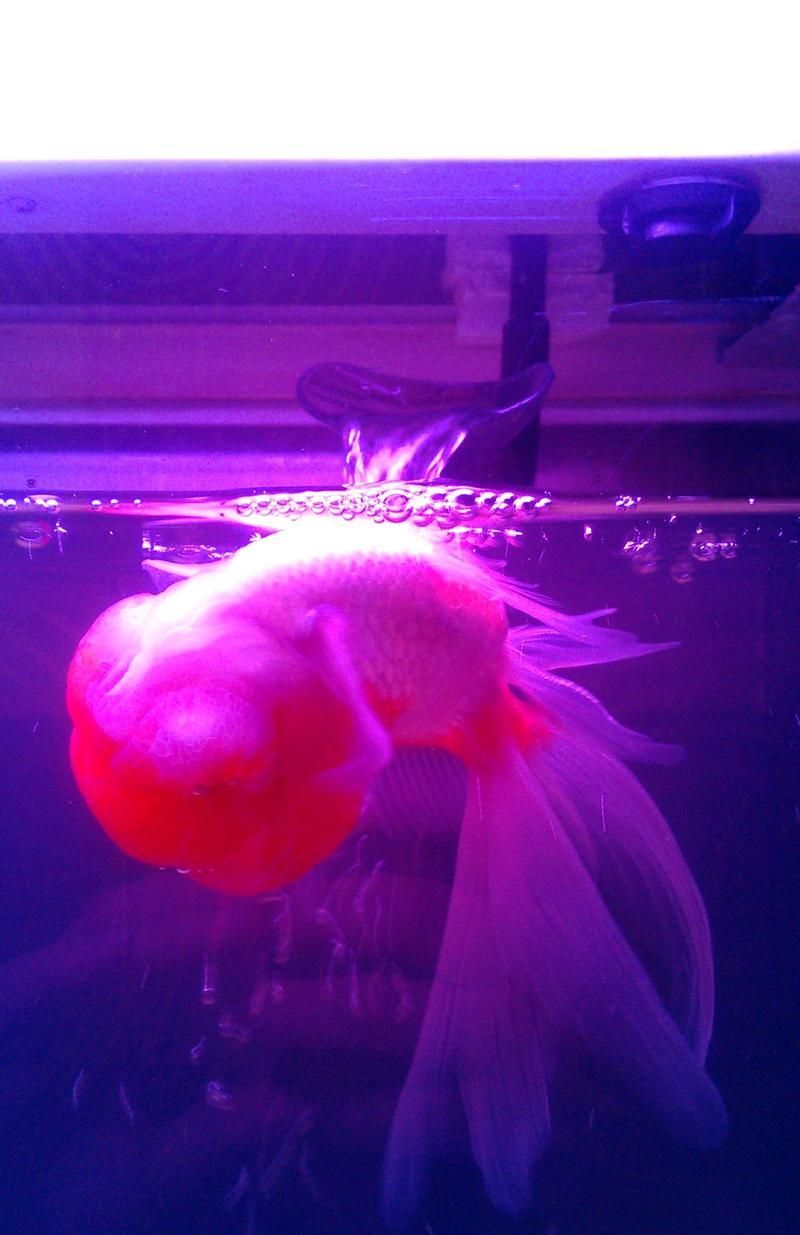 如何緩解魚趴缸癥狀，如何緩解魚趴缸10l水加2ml亞甲基藍，避光浸泡2小時