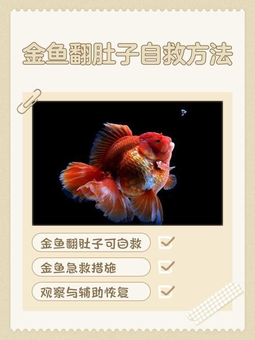 如何緩解魚趴缸癥狀，如何緩解魚趴缸10l水加2ml亞甲基藍，避光浸泡2小時