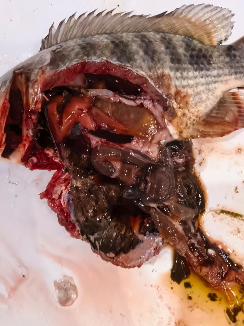 如何緩解魚趴缸癥狀，如何緩解魚趴缸10l水加2ml亞甲基藍，避光浸泡2小時