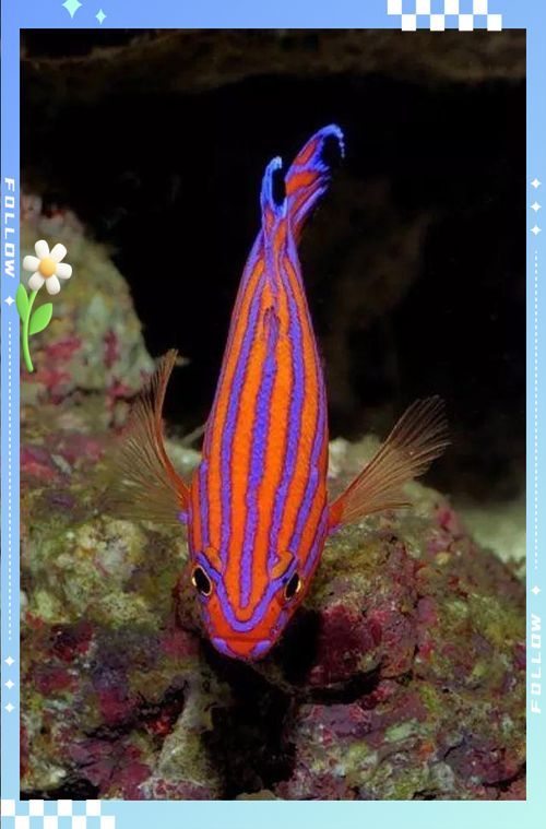 能提供更多紅龍魚的拍賣記錄嗎？，2020年紅龍魚拍賣記錄，價格走勢如何，紅龍魚市場價格走勢如何