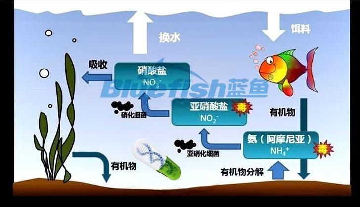 如何維護這個魚缸的水質？