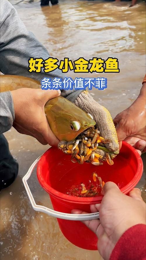 給我一些小金龍魚的圖片，小金龍魚的飼養方式