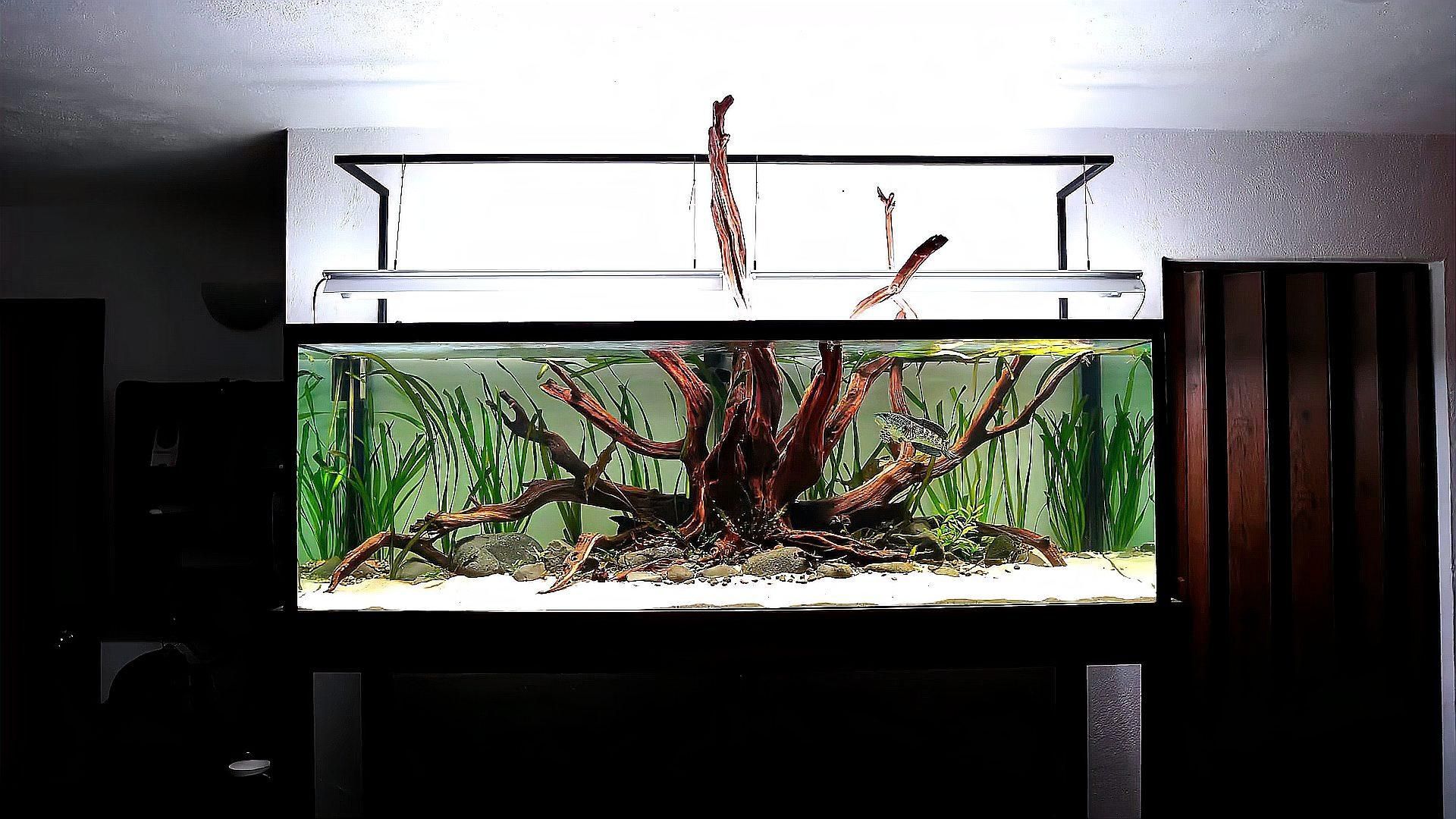 龍魚缸造景有哪些經典案例？，龍魚缸造景案例