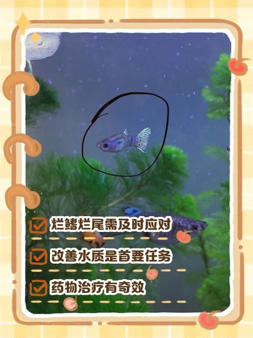 能提供一些預(yù)防魚(yú)爛尾爛鰭病的圖片嗎，如何判斷魚(yú)是否患有爛尾爛鰭病