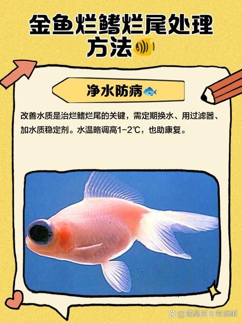 能提供一些預(yù)防魚(yú)爛尾爛鰭病的圖片嗎，如何判斷魚(yú)是否患有爛尾爛鰭病