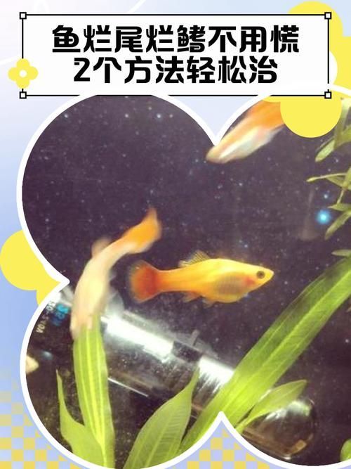 能提供一些預(yù)防魚(yú)爛尾爛鰭病的圖片嗎，如何判斷魚(yú)是否患有爛尾爛鰭病