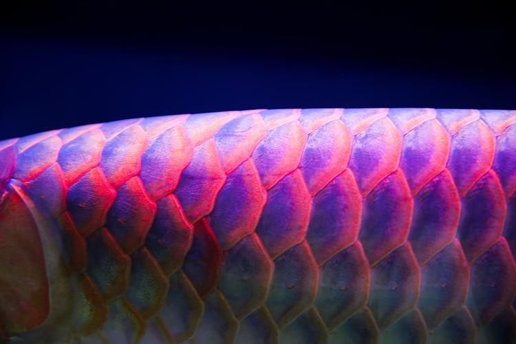 如何鑒別真假紫色金龍魚？