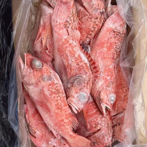 深海紅龍魚的市場價格是多少，深海紅龍魚市場價格是多少