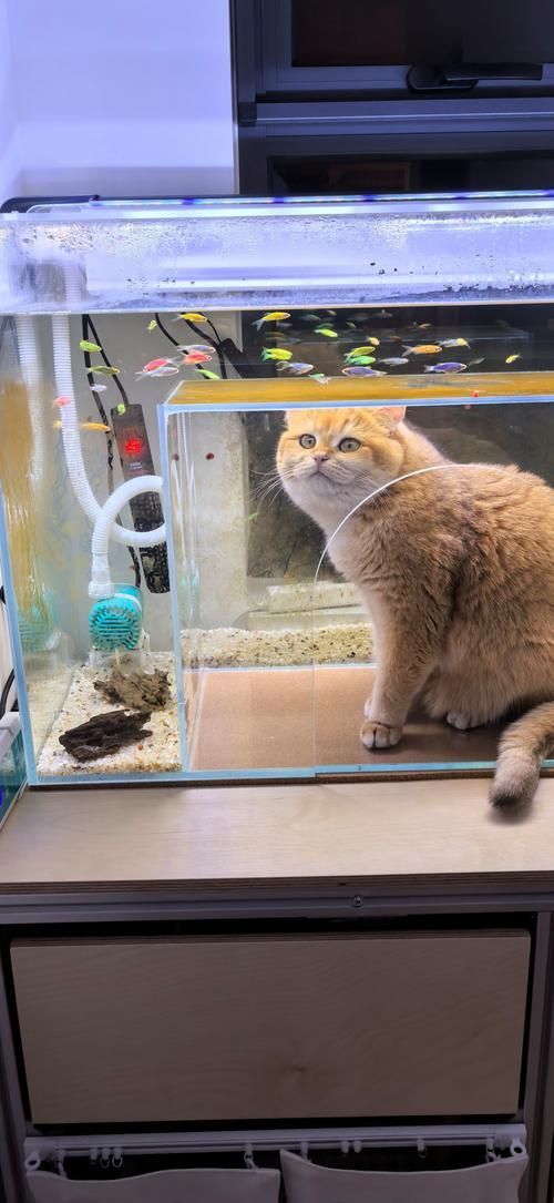 貓和魚共養需要多長時間適應，貓、魚共養的適應周期