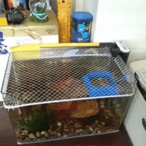 貓和魚共養(yǎng)需要多長時間適應(yīng)，貓、魚共養(yǎng)的適應(yīng)周期