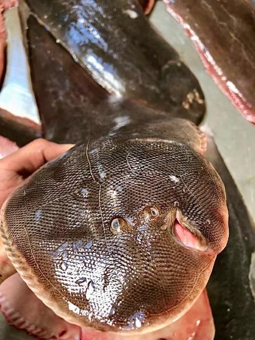 陵水龍魚和龍利魚有什么區別？，“陵水龍魚”和“龍利魚”有什么區別？