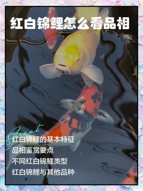 如何選擇一條合適的龍魚或錦鯉？，如何挑選一條合適的龍魚？