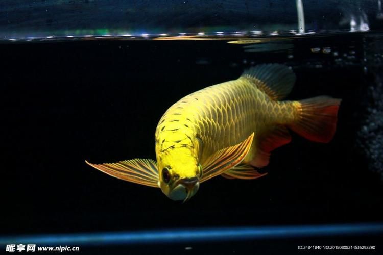 呈千祥龍魚漁場有哪些特色服務？，千祥龍魚漁場有哪些特色服務？