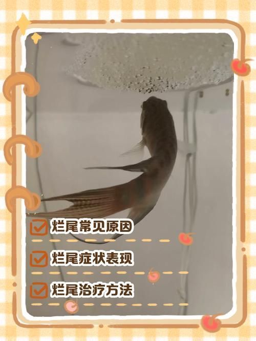 如何預防魚尾巴充血爛尾