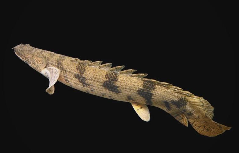 虎斑恐龍魚放生后如何存活？，“虎斑恐龍魚放生后如何存活，虎斑恐龍魚放生后如何存活