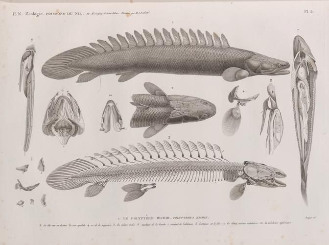 虎斑恐龍魚放生后如何存活？，“虎斑恐龍魚放生后如何存活，虎斑恐龍魚放生后如何存活