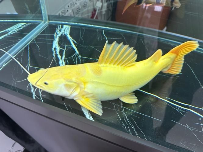 黃金貓魚如何飼養？，黃金貓魚的飼養原則