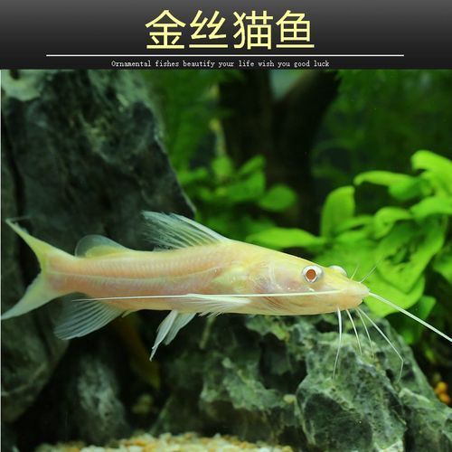 黃金貓魚如何飼養？，黃金貓魚的飼養原則