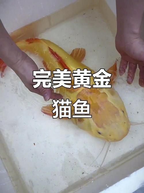 黃金貓魚如何飼養？，黃金貓魚的飼養原則