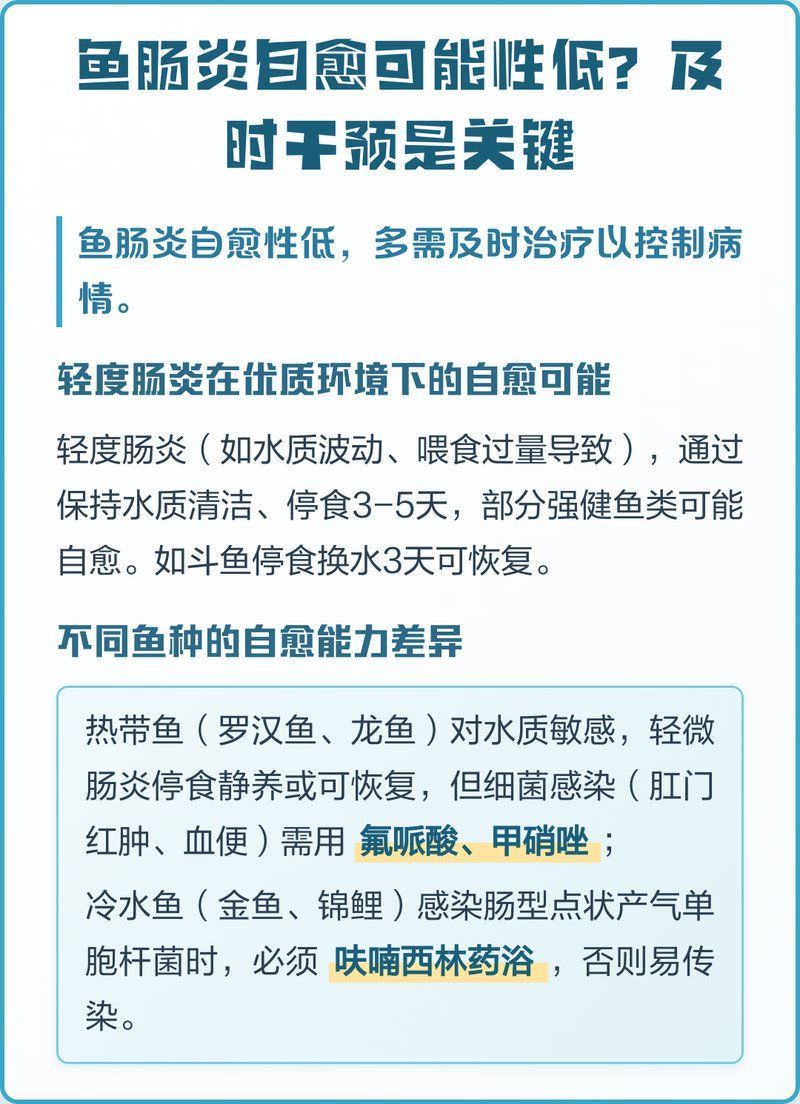 龍魚腸炎多久能好，如何判斷龍魚腸炎是否好轉？