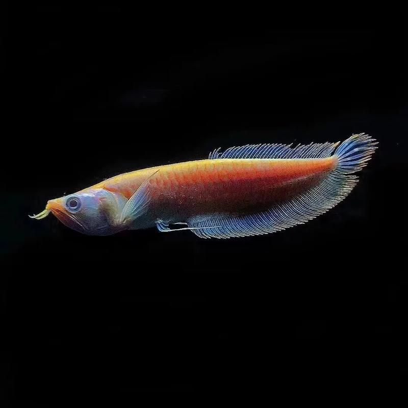 黃化銀龍魚和普通銀龍的區別，黃化銀龍魚和普通銀龍魚哪個更貴？