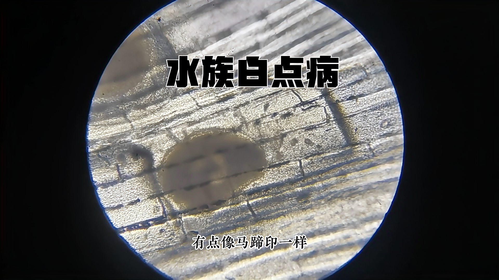 如何判斷魚缸中是否有細菌或病毒