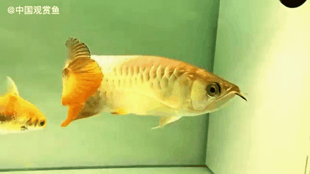 有哪些適合手機的金龍魚動態壁紙，適合手機的金龍魚動態壁紙