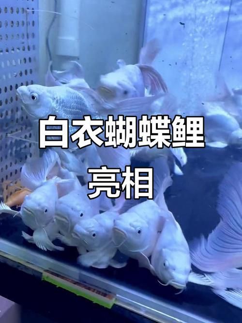如何挑選優質的蝴蝶鯉？，優質蝴蝶鯉如何挑選優質的蝴蝶鯉，如何挑選優質的蝴蝶鯉
