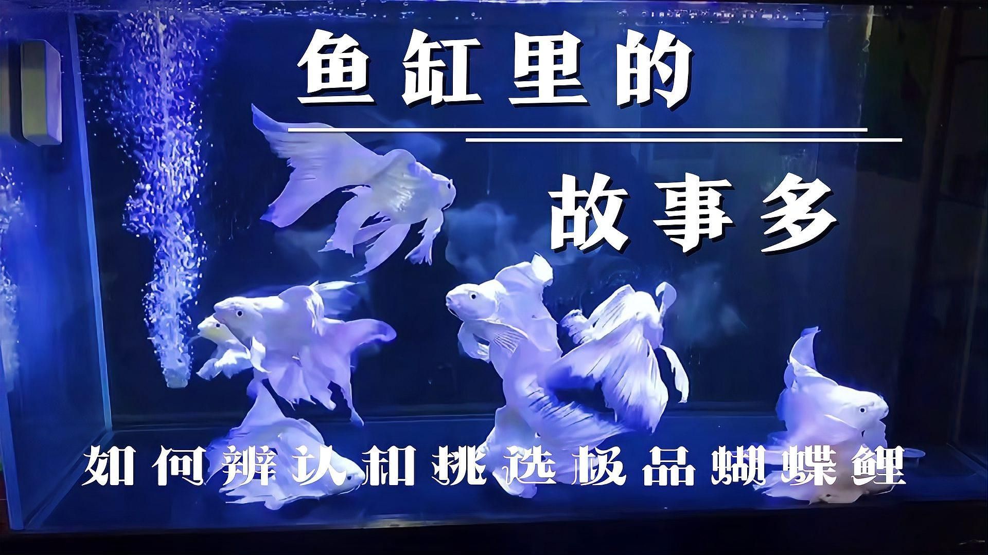 如何挑選優質的蝴蝶鯉？，優質蝴蝶鯉如何挑選優質的蝴蝶鯉，如何挑選優質的蝴蝶鯉