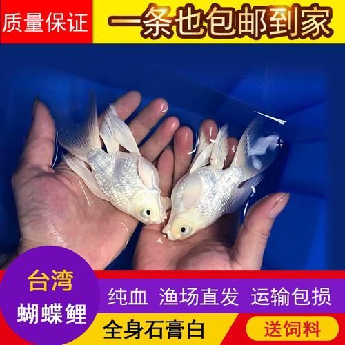 如何挑選優質的蝴蝶鯉？，優質蝴蝶鯉如何挑選優質的蝴蝶鯉，如何挑選優質的蝴蝶鯉