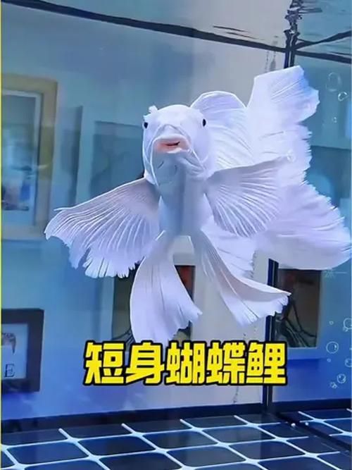 如何挑選優質的蝴蝶鯉？，優質蝴蝶鯉如何挑選優質的蝴蝶鯉，如何挑選優質的蝴蝶鯉