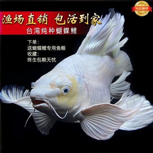 如何挑選優質的蝴蝶鯉？，優質蝴蝶鯉如何挑選優質的蝴蝶鯉，如何挑選優質的蝴蝶鯉