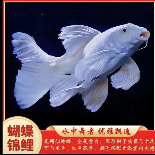 如何挑選優質的蝴蝶鯉？，優質蝴蝶鯉如何挑選優質的蝴蝶鯉，如何挑選優質的蝴蝶鯉