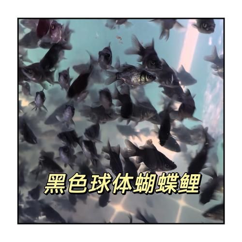 如何挑選優質的蝴蝶鯉？，優質蝴蝶鯉如何挑選優質的蝴蝶鯉，如何挑選優質的蝴蝶鯉