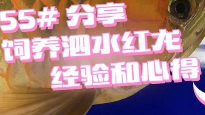 泗水龍魚的市場價格走勢，泗水龍魚市場價格走勢詳解