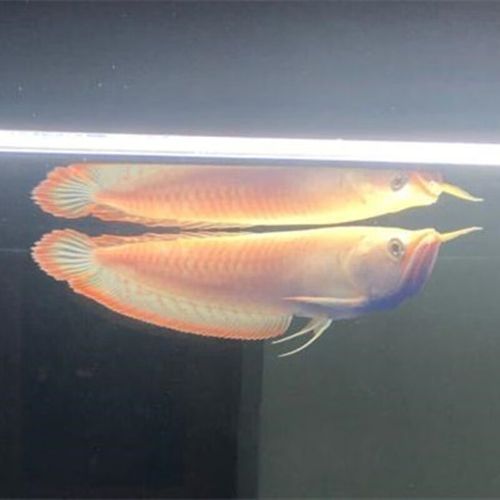 紅龍過背金龍魚的價格是多少，紅龍過背金龍魚和過背金龍魚的價格波動大嗎