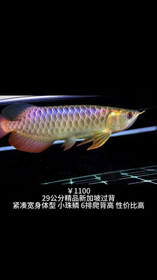 能否提供新加坡龍魚的圖片對比，如何區(qū)分新加坡金龍和紅龍？