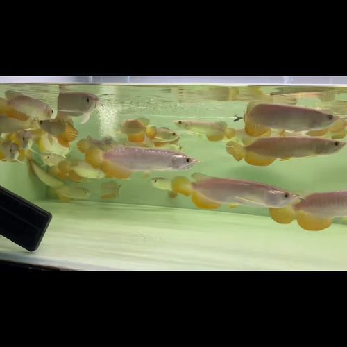 能否提供新加坡龍魚的圖片對比，如何區(qū)分新加坡金龍和紅龍？