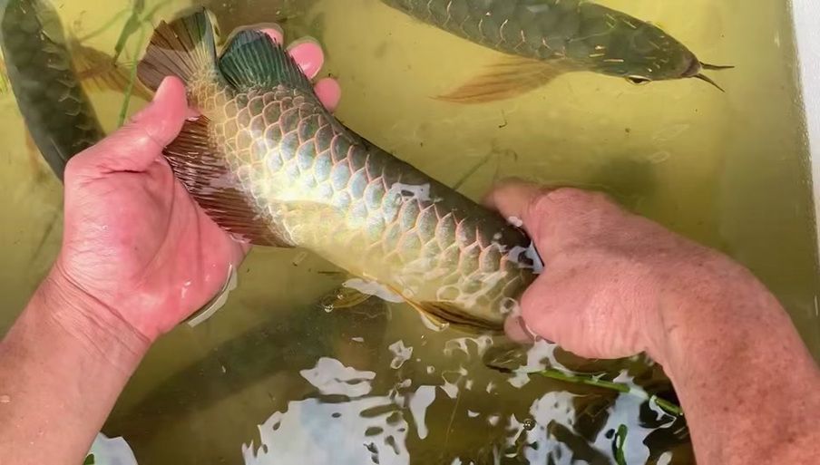 能否提供新加坡龍魚的圖片對比，如何區(qū)分新加坡金龍和紅龍？