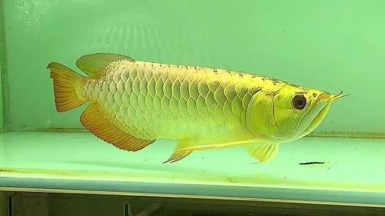 能否提供新加坡龍魚的圖片對比，如何區(qū)分新加坡金龍和紅龍？