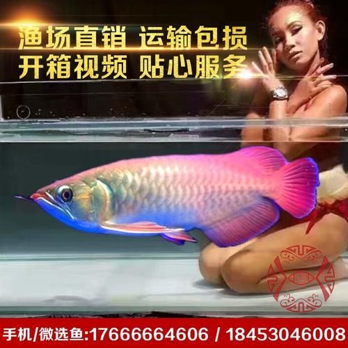 能否提供新加坡龍魚的圖片對比，如何區(qū)分新加坡金龍和紅龍？