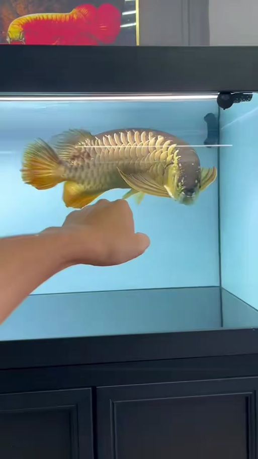 能否提供新加坡龍魚的圖片對(duì)比，如何區(qū)分新加坡金龍和紅龍？