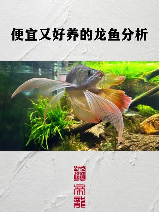能否提供新加坡龍魚的圖片對比，如何區(qū)分新加坡金龍和紅龍？