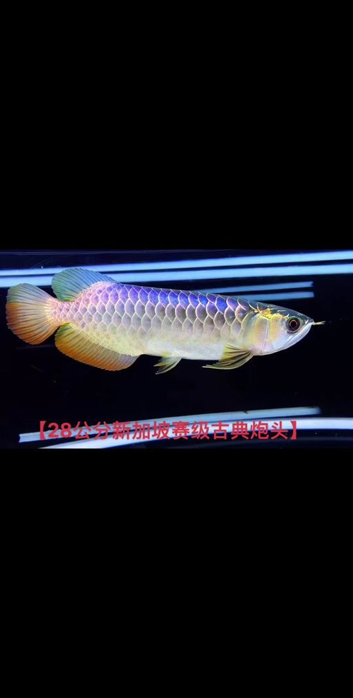 能否提供新加坡龍魚的圖片對比，如何區(qū)分新加坡金龍和紅龍？