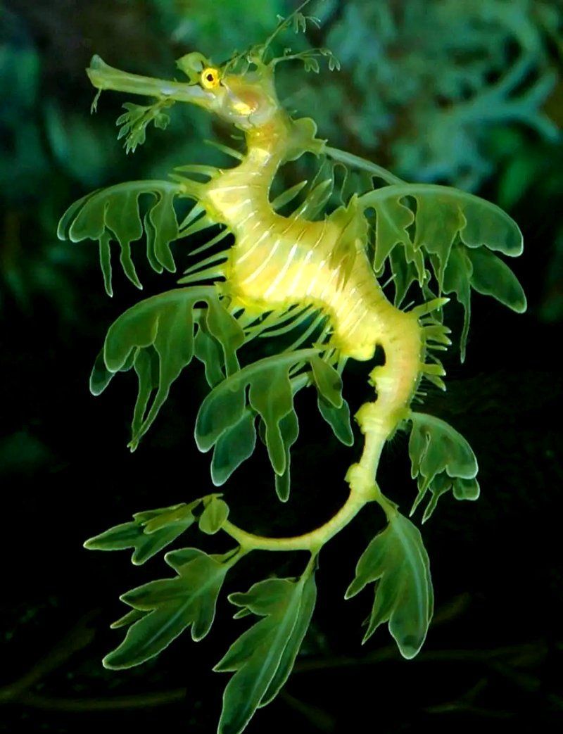 海龍魚有哪些品種？，海龍魚海龍魚品種圖鑒海龍魚品種圖鑒海龍魚品種圖鑒
