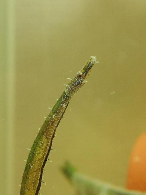 海龍魚有哪些品種？，海龍魚海龍魚品種圖鑒海龍魚品種圖鑒海龍魚品種圖鑒