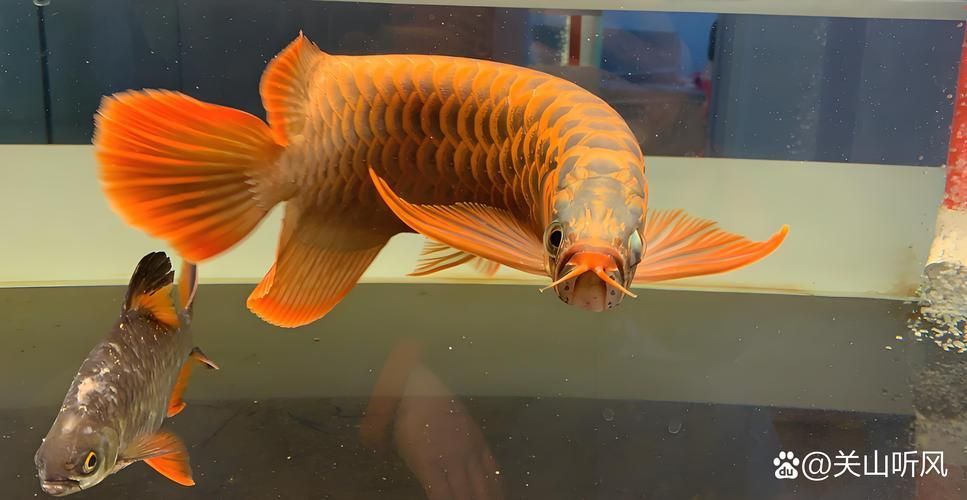 給我一些判斷龍魚是否友好的圖片，如何判斷一條龍魚是否友好？