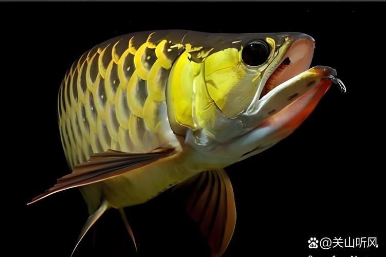 給我一些判斷龍魚是否友好的圖片，如何判斷一條龍魚是否友好？