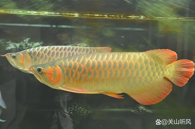 給我一些判斷龍魚是否友好的圖片，如何判斷一條龍魚是否友好？